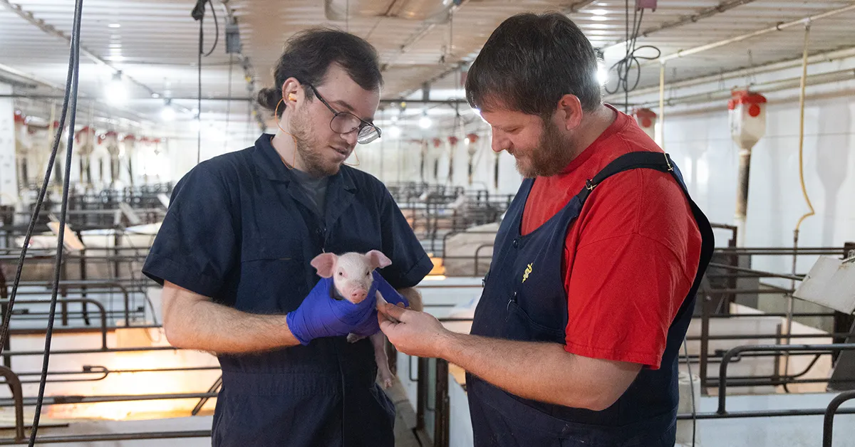 Swine veterinarian evaluating a piglet.