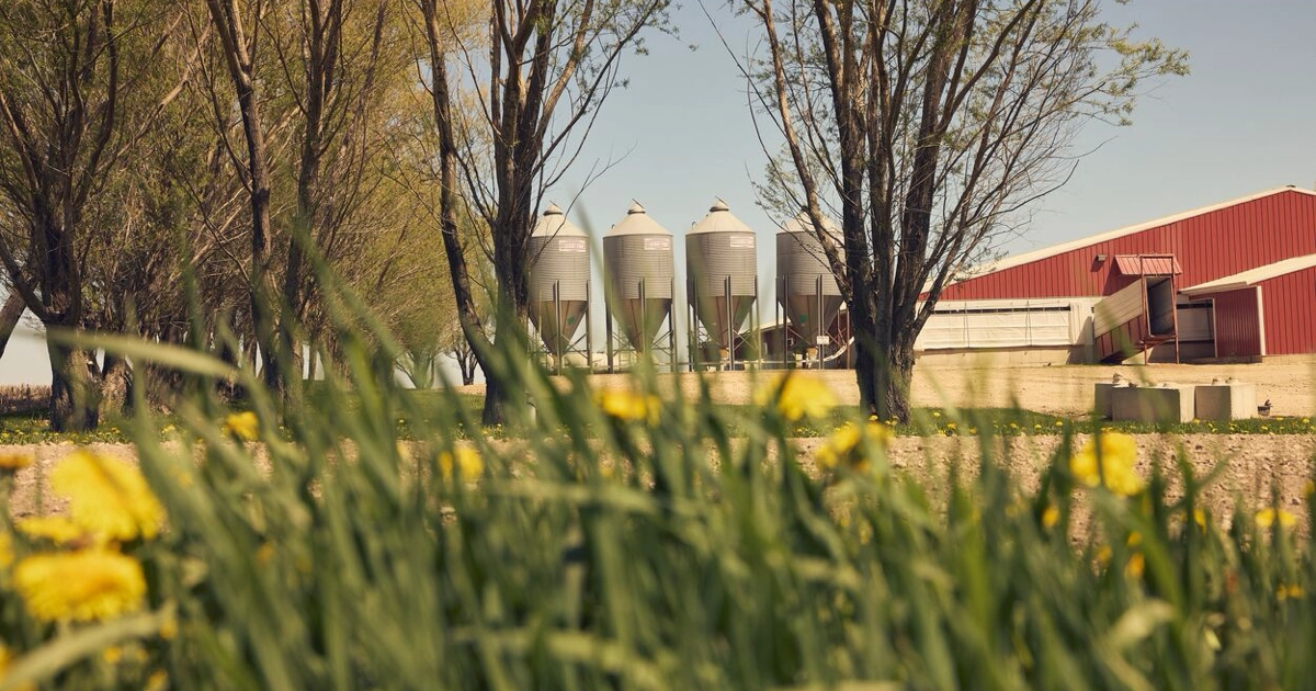 The pig barns and grain silos at Reick View Farms in the spring