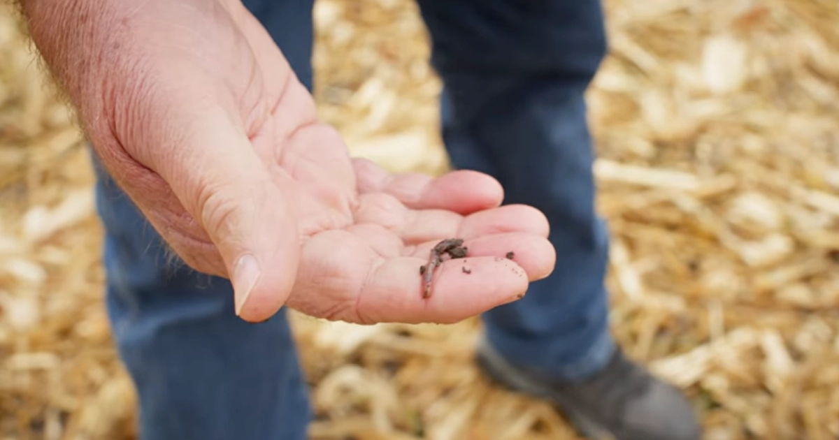 Pork producer Gary Asay in the field with a worm