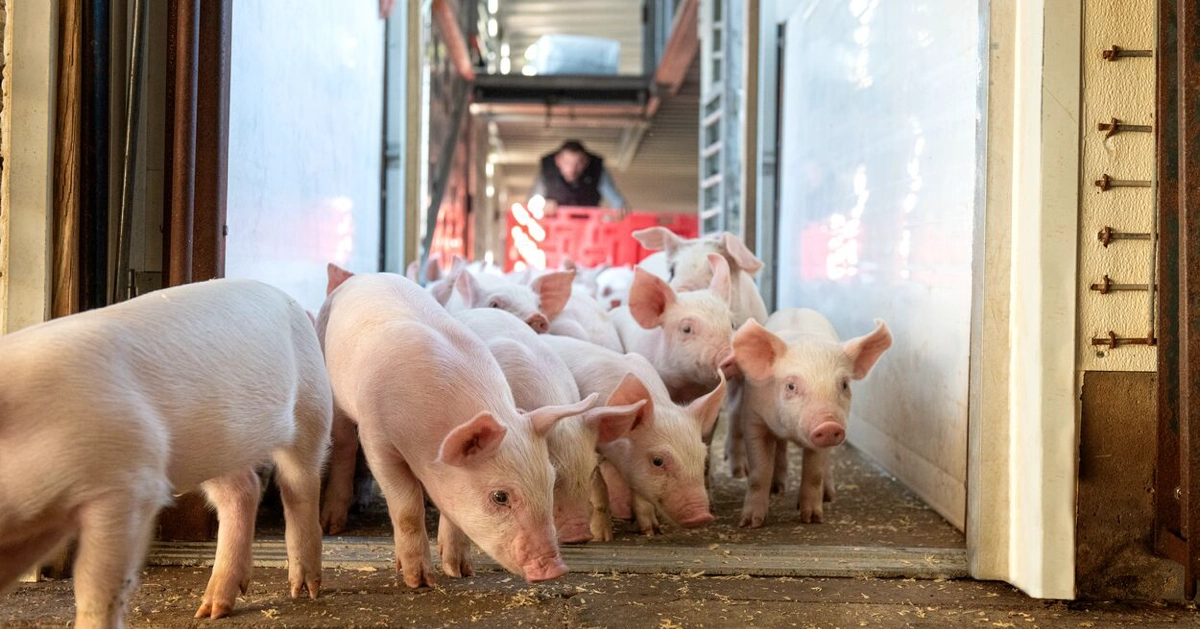 pig being unloaded into the barn