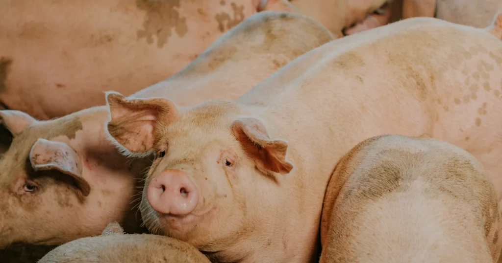 Pillen Farms - finisher pigs