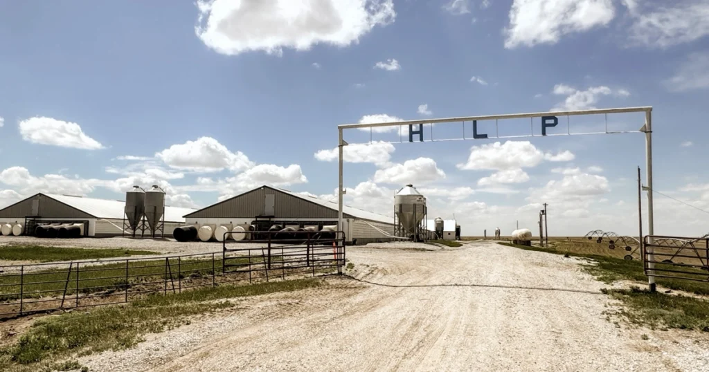 Pillen Farms - HLP barns